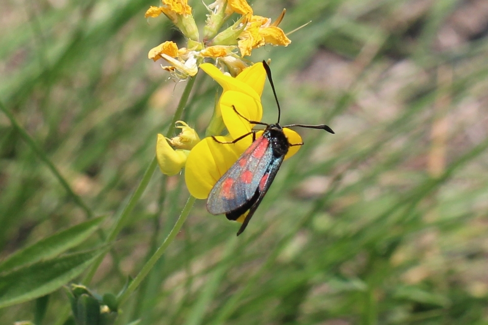 Zygaena loti - közönséges csüngőlepke