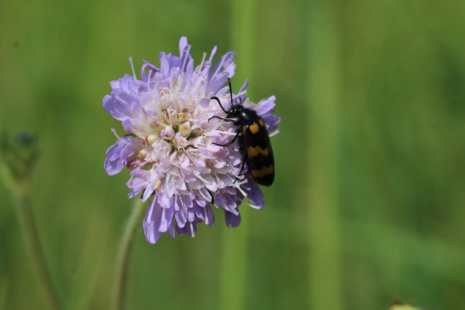 Mylabris variabilis - szalagos hólyaghúzó Mylabris variabilis - szalagos hólyaghúzó