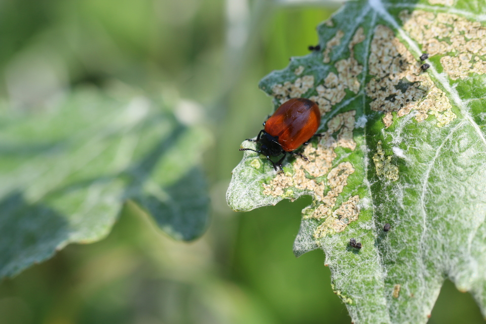 Chrysomela populi - nagy nyárlevelész Chrysomela populi - nagy nyárlevelész