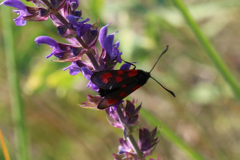Zygaena loti - közönséges csüngőlepke