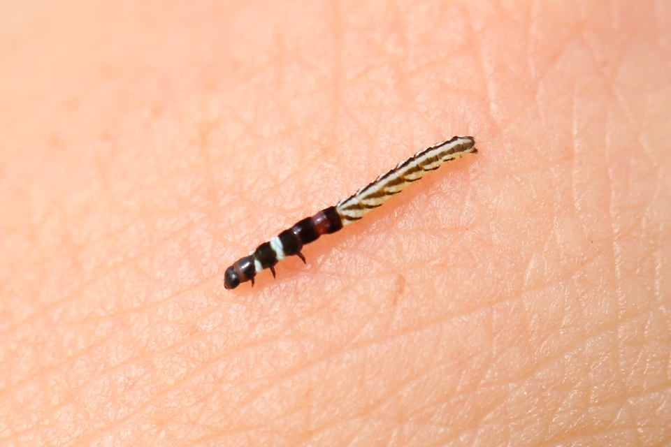 Helcystogramma