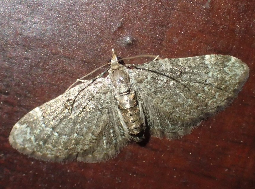 Pasiphila chloerata - hamvas törpearaszoló