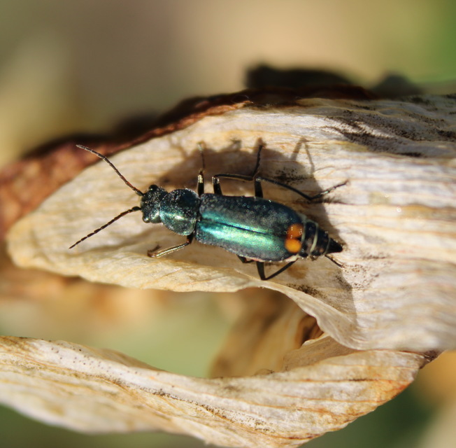 Cordylepherus viridis - zöld bibircsesbogár