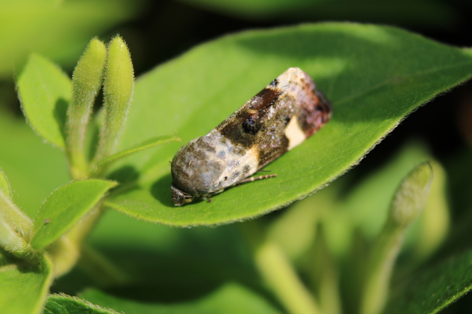 Acontia lucida - fehér nappalibagoly