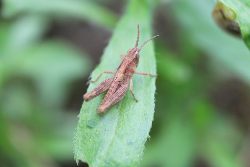 Chorthippus (Chorthippus) (subgenus)