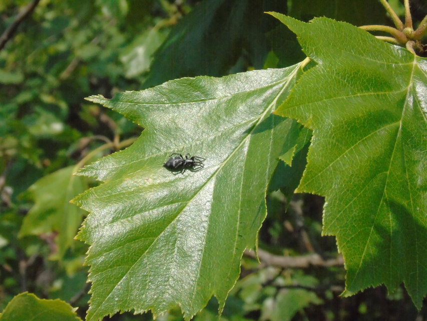 Aphantaulax cincta/trifasciata