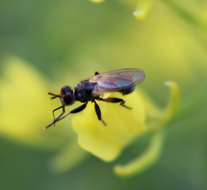 Conopidae - fejeslegyek