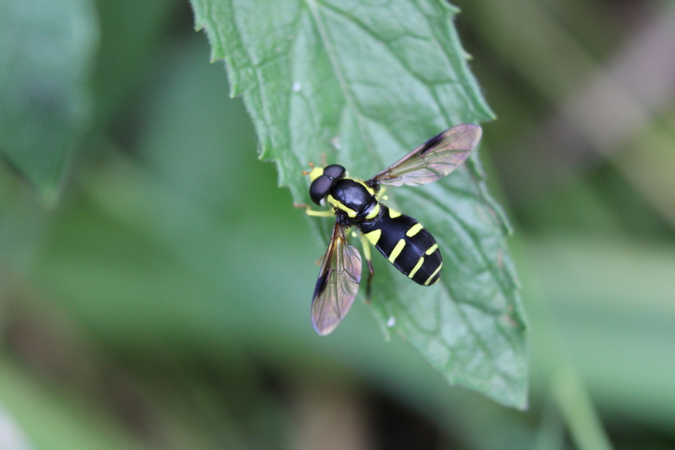 Xanthogramma pedissequum - gyakori oldalsávoslégy