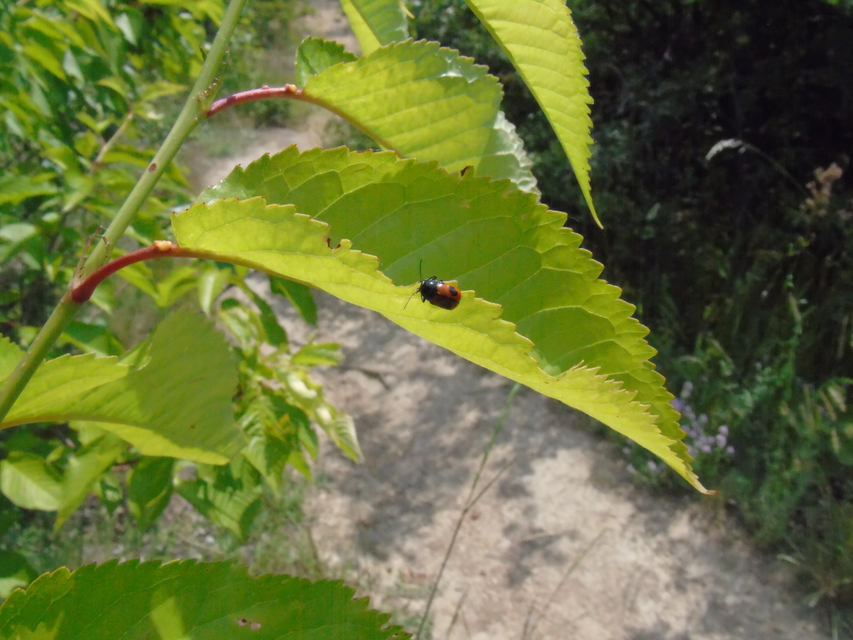 Cryptocephalus bipunctatus - kétpettyes zömökbogár