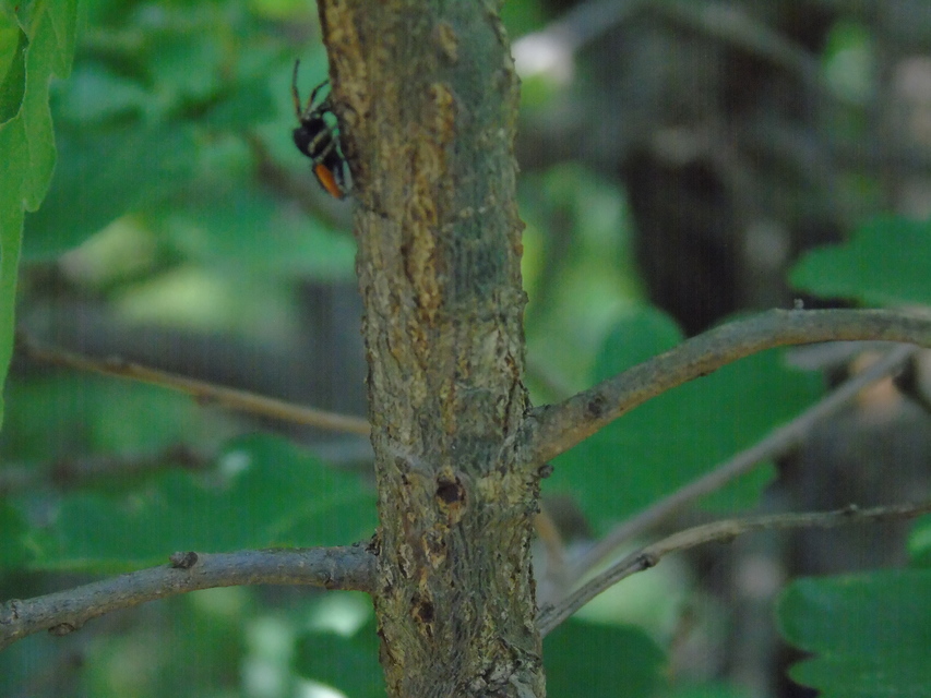 Philaeus chrysops - piros ugrópók
