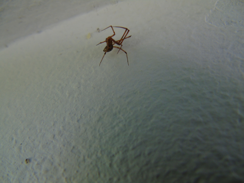 Parasteatoda tepidariorum - üvegházi törpepók