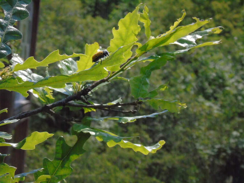 Lachnaia sexpunctata - szőrösnyakú zsákhordóbogár