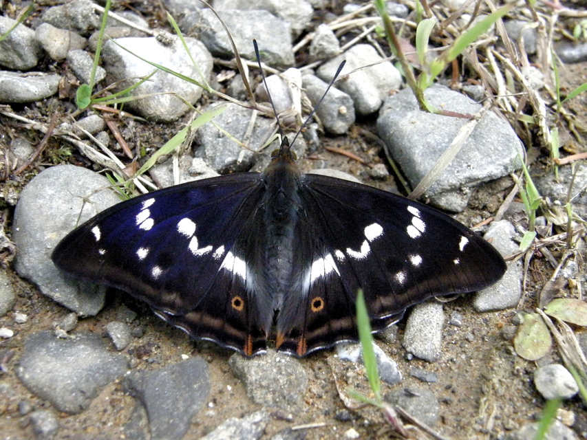 Apatura iris - nagy színjátszólepke