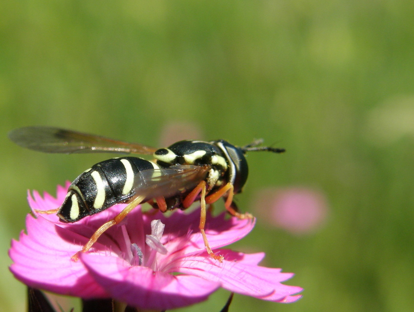 Chrysotoxum