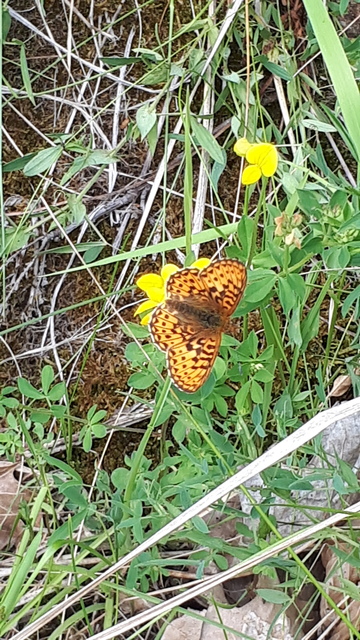 Boloria selene - fakó gyöngyházlepke