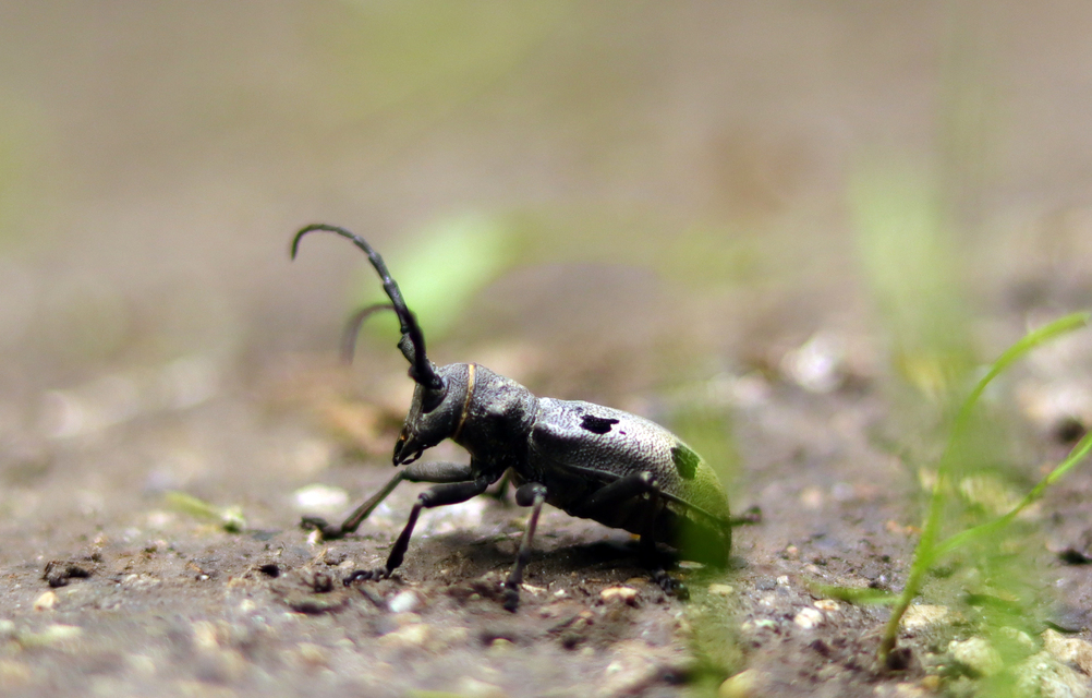 Morimus asper funereus - gyászcincér
