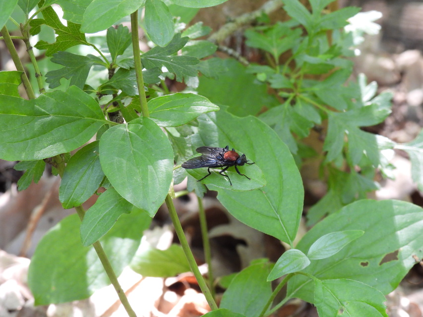 Clitellaria ephippium - tüskéshátú légy