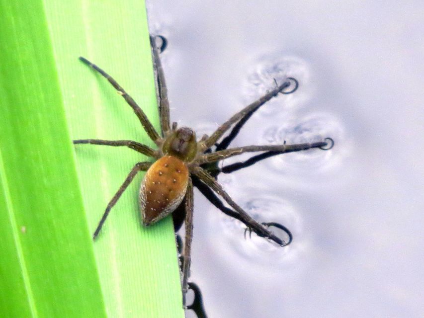 Dolomedes plantarius/fimbriatus