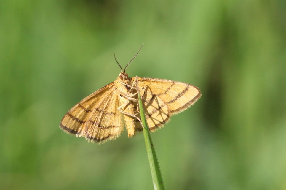 Idaea aureolaria - aranyos sávosaraszoló