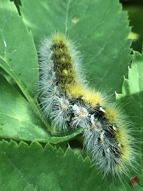 Rhyparia purpurata - bíborszínű medvelepke
