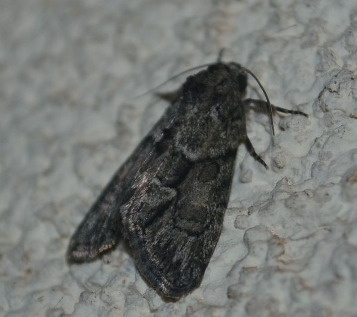 Cryphia fraudatricula - homoki zuzmóbagoly