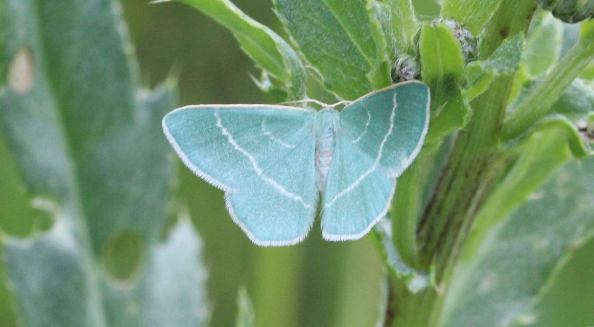 Chlorissa viridata - üdezöld araszoló