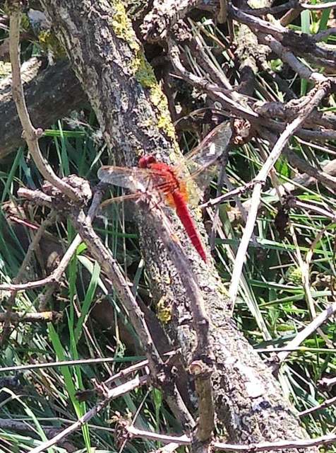Crocothemis erythraea - skarlát szitakötő