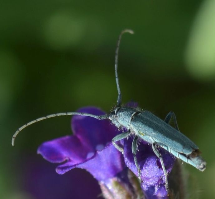 Phytoecia coerulescens - kígyósziszcincér