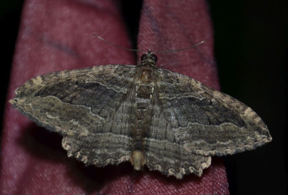 Philereme transversata - varjútövis-araszoló