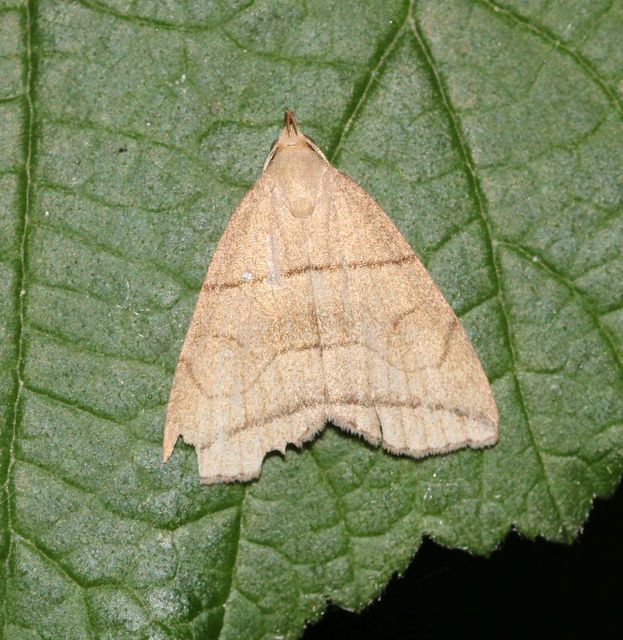 Herminia grisealis - ligeti karcsúbagoly