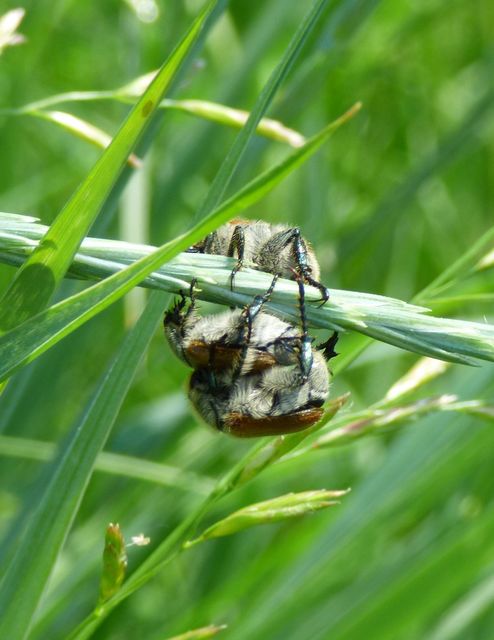 Chaetopteroplia segetum - rozsszipoly