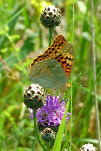 Argynnis pandora - zöldes gyöngyházlepke