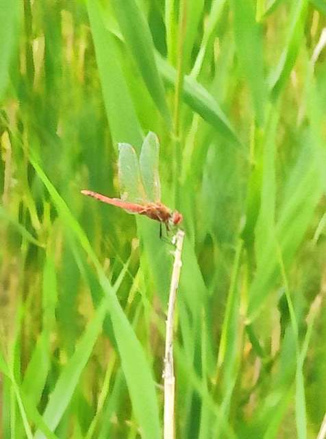 Sympetrum fonscolombii - vándor katona-szitakötő