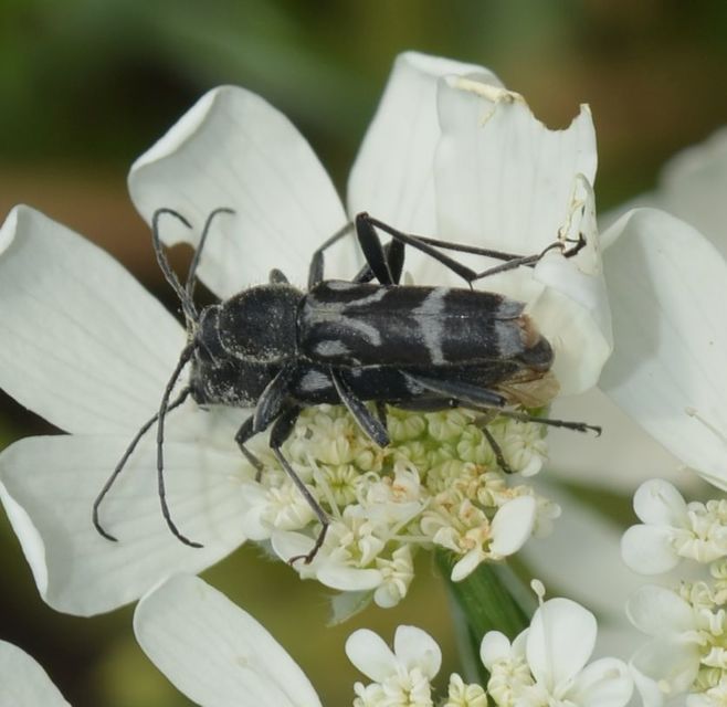 Chlorophorus figuratus - rajzos darázscincér