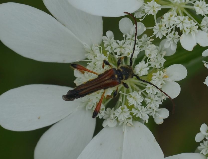 Stenopterus rufus - tarkacsápú keskenyfedőscincér