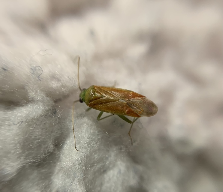 Dichrooscytus
