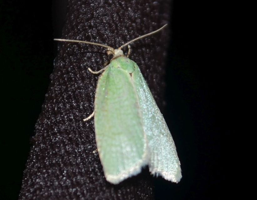 Tortrix viridana - tölgyilonca