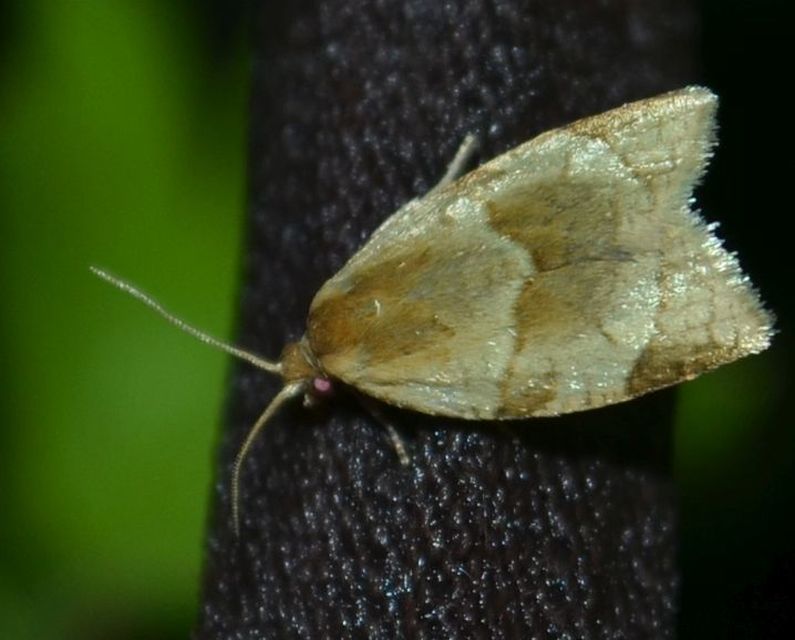 Clepsis rurinana - fakó sodrómoly
