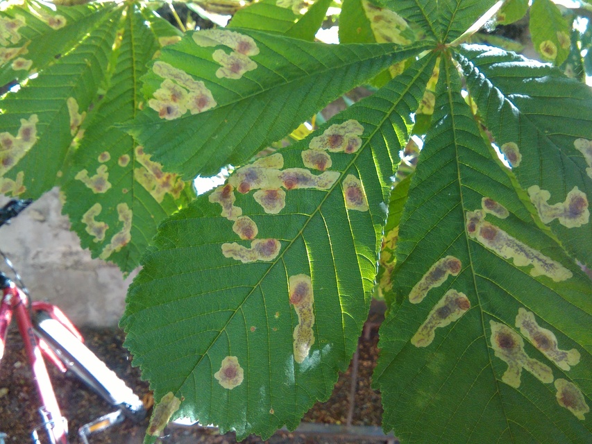 Cameraria ohridella - vadgesztenye-sátorosmoly