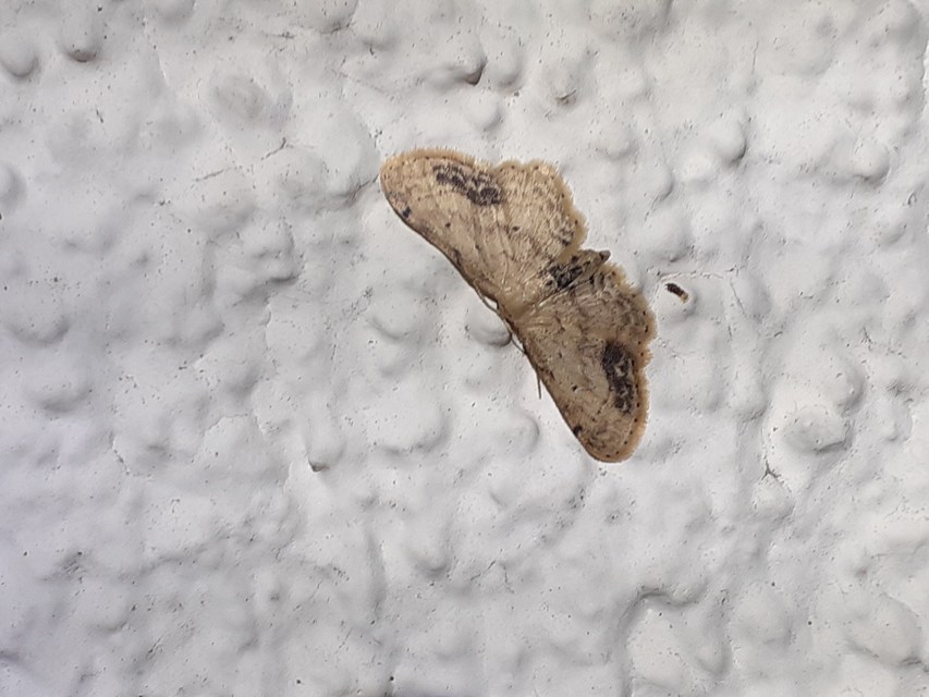 Idaea dimidiata - gyakori apróaraszoló