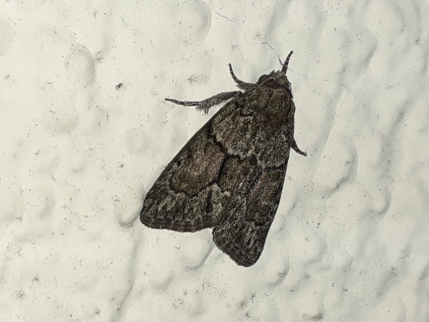 Cryphia fraudatricula - homoki zuzmóbagoly