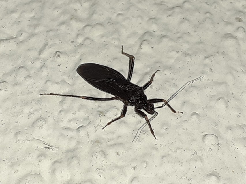 Reduvius personatus - szemetes zugpoloska