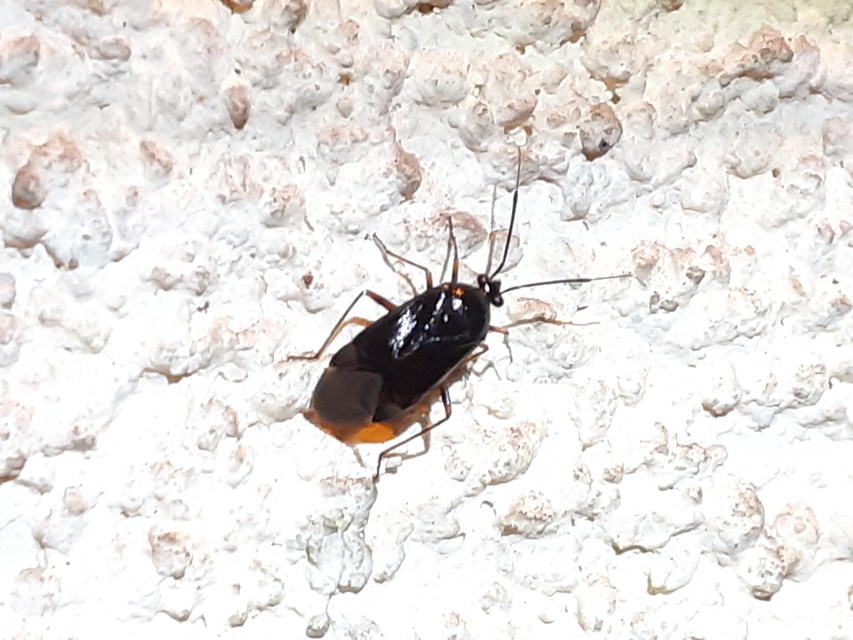 Deraeocoris ventralis