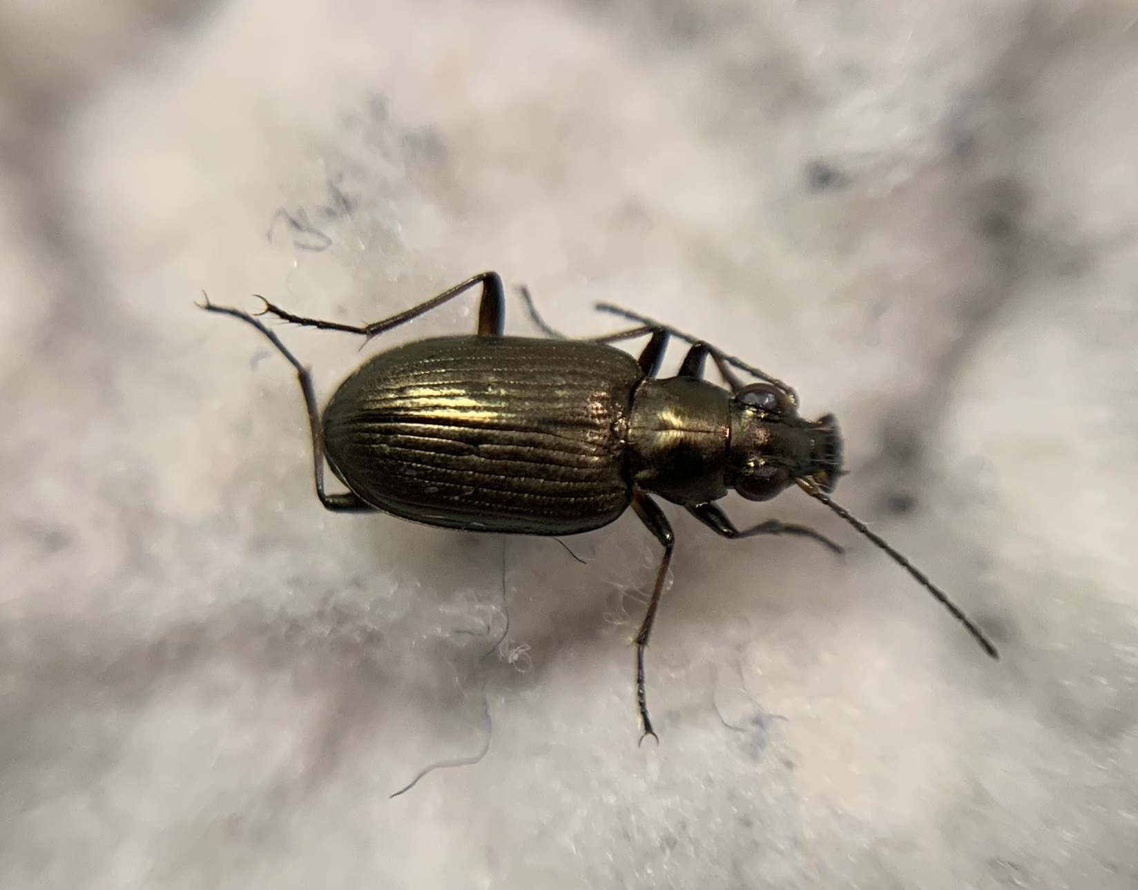 Bembidion striatum - iszapjáró gyorsfutó
