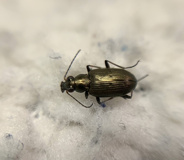 Bembidion striatum - iszapjáró gyorsfutó