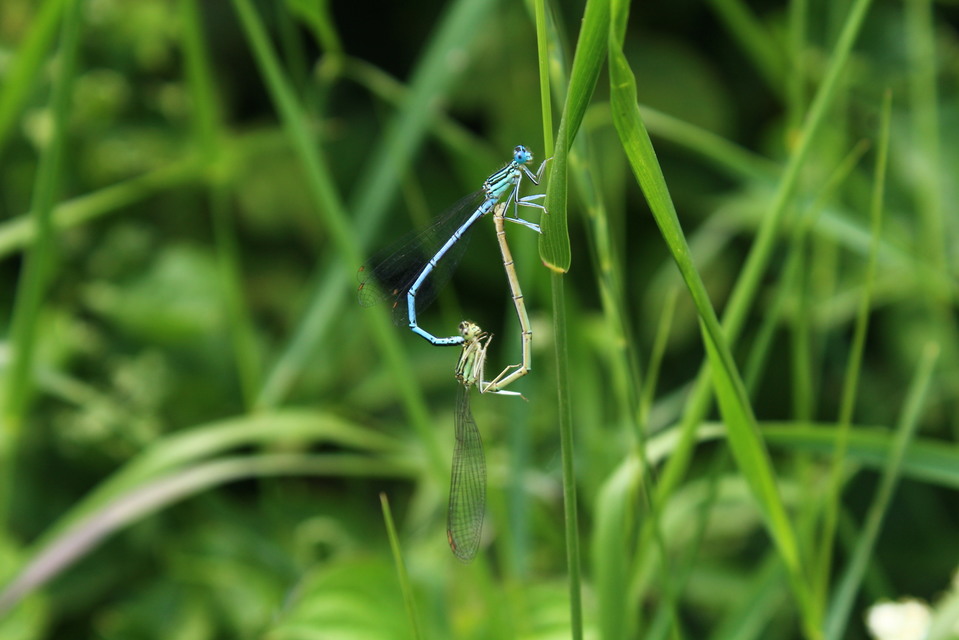 Platycnemis pennipes - széleslábú szitakötő