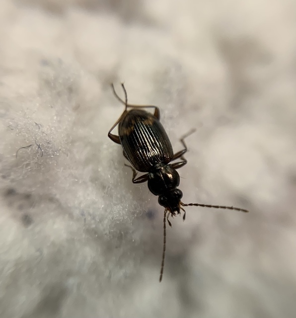 Bembidion dentellum - sárgaszalagos gyorsfutó
