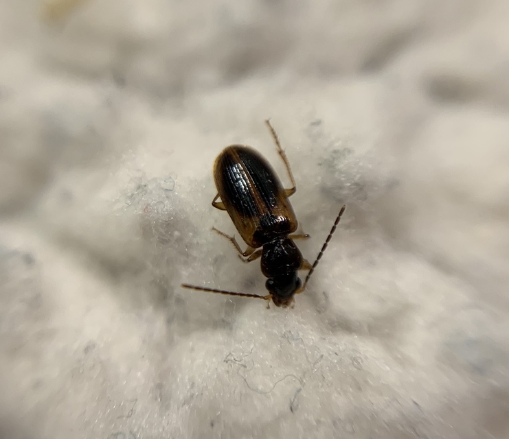 Anthracus consputus - nyerges kisdedfutó