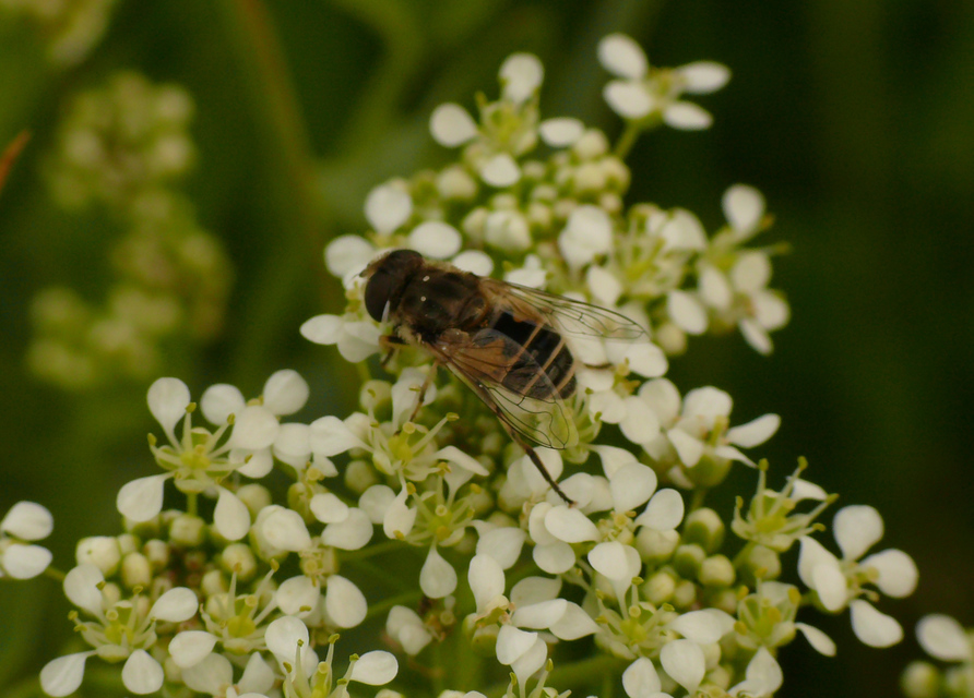 Eristalis arbustorum - fehérarcú herelégy
