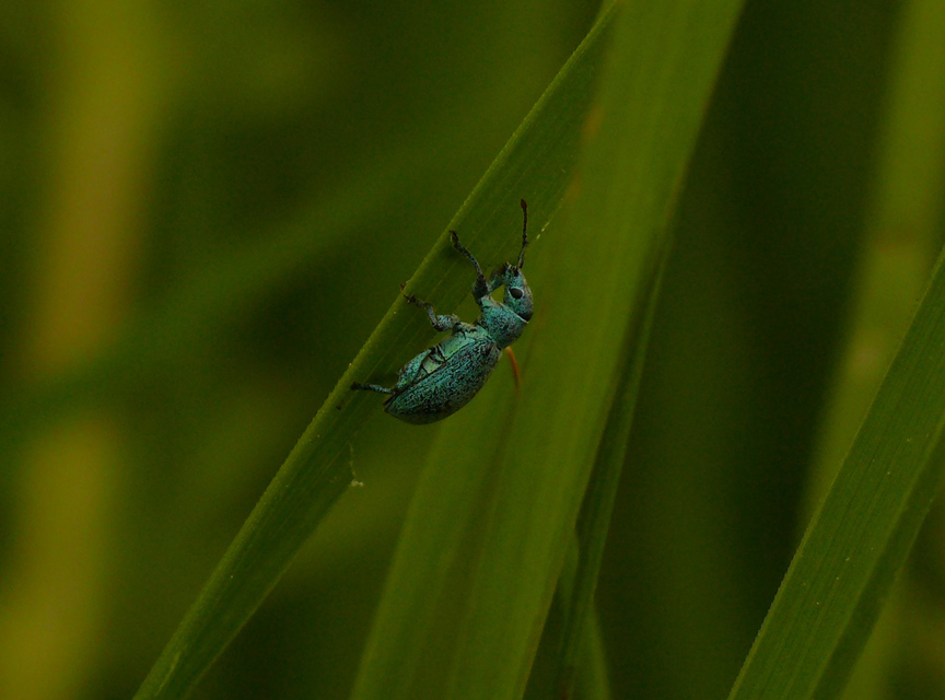 Phyllobius thalassinus - tömpeorrú levélormányos